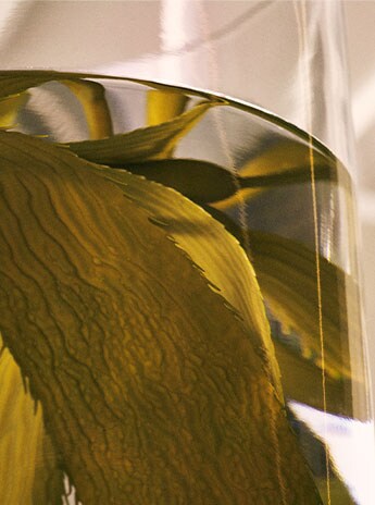 CRYSTAL MIRACLE BROTH™